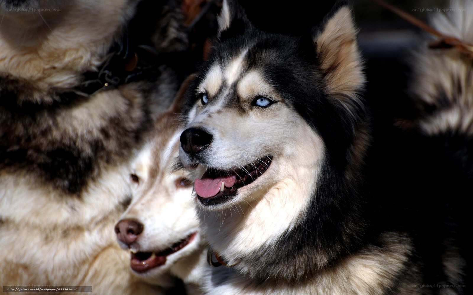 Siberian Huskies in a sled team