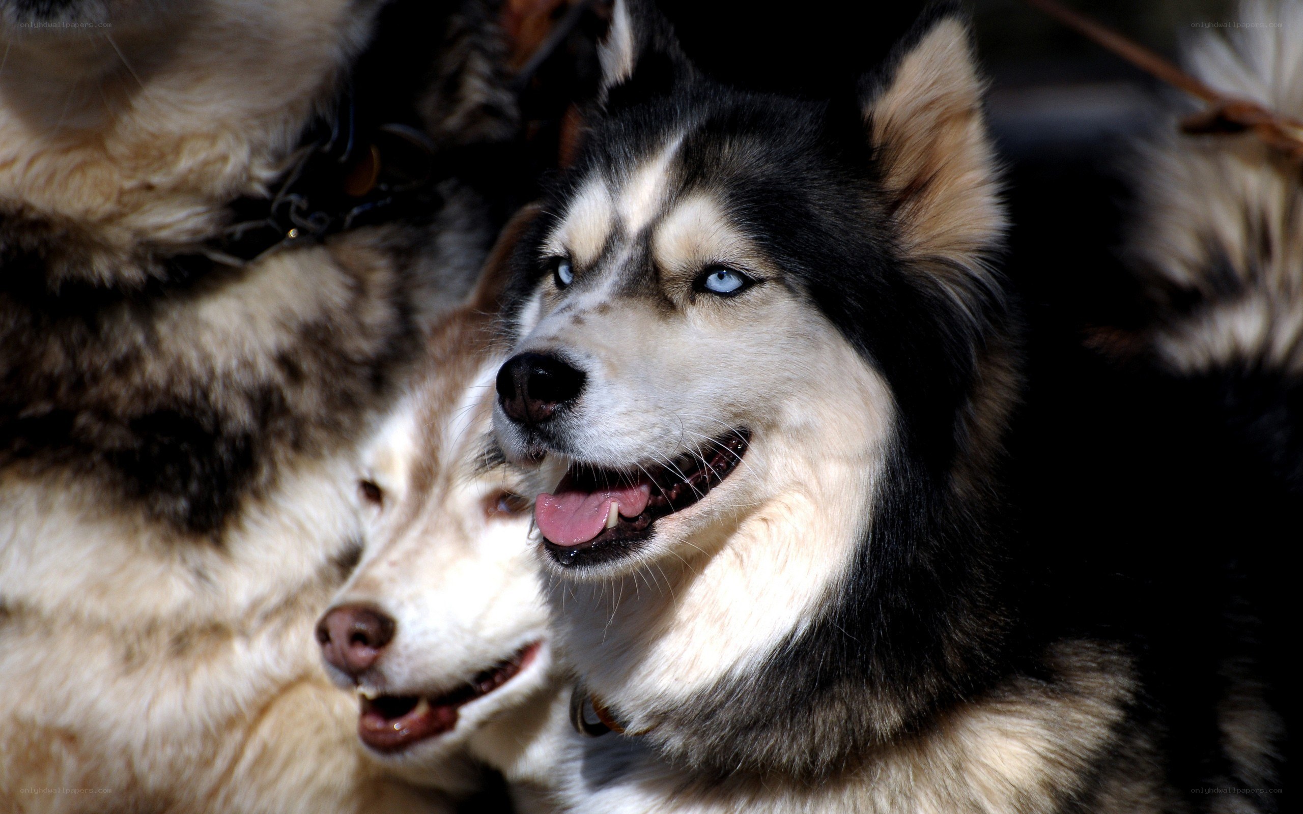 Siberian Huskies in harness