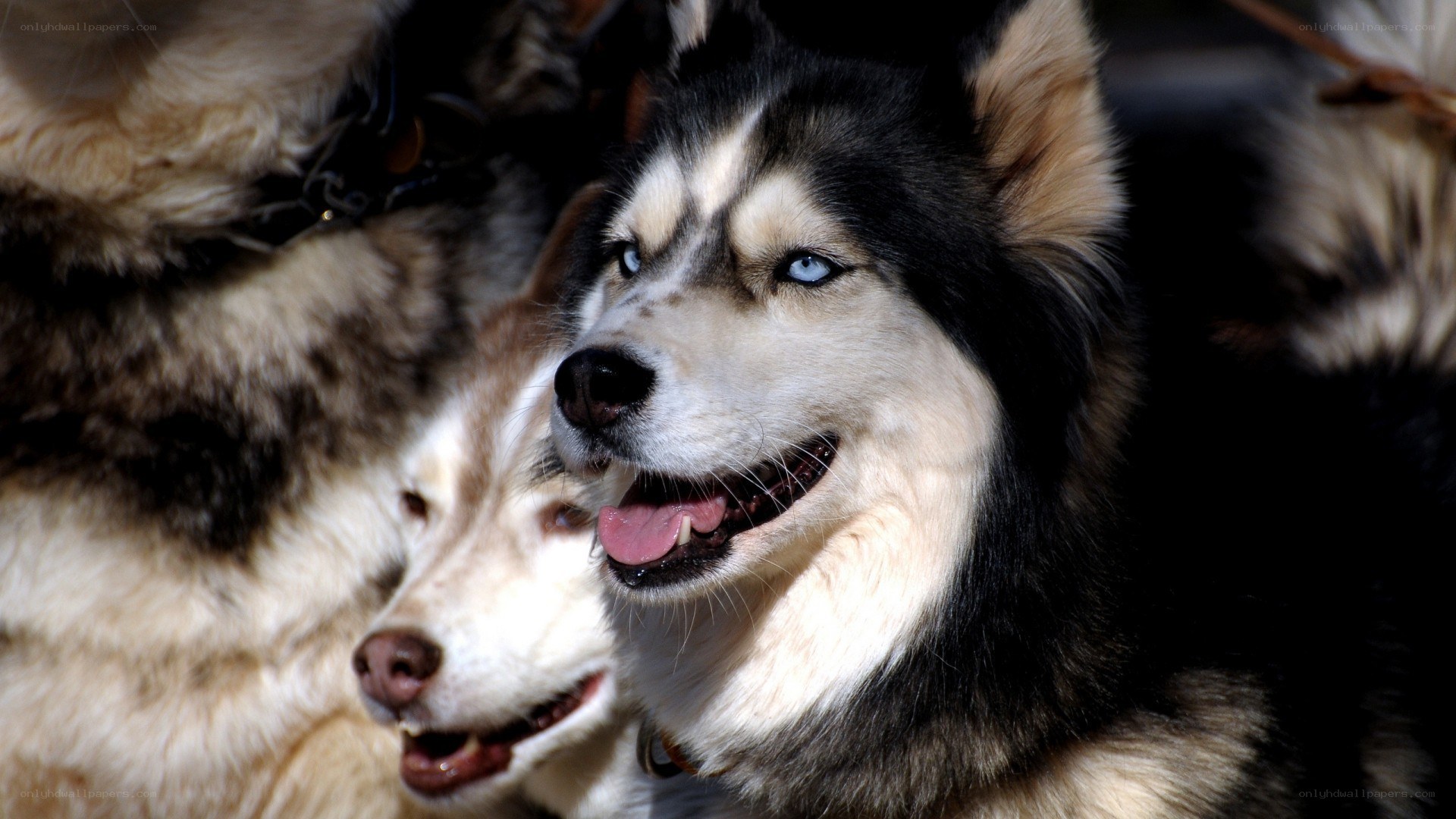 Siberian Huskies in harness