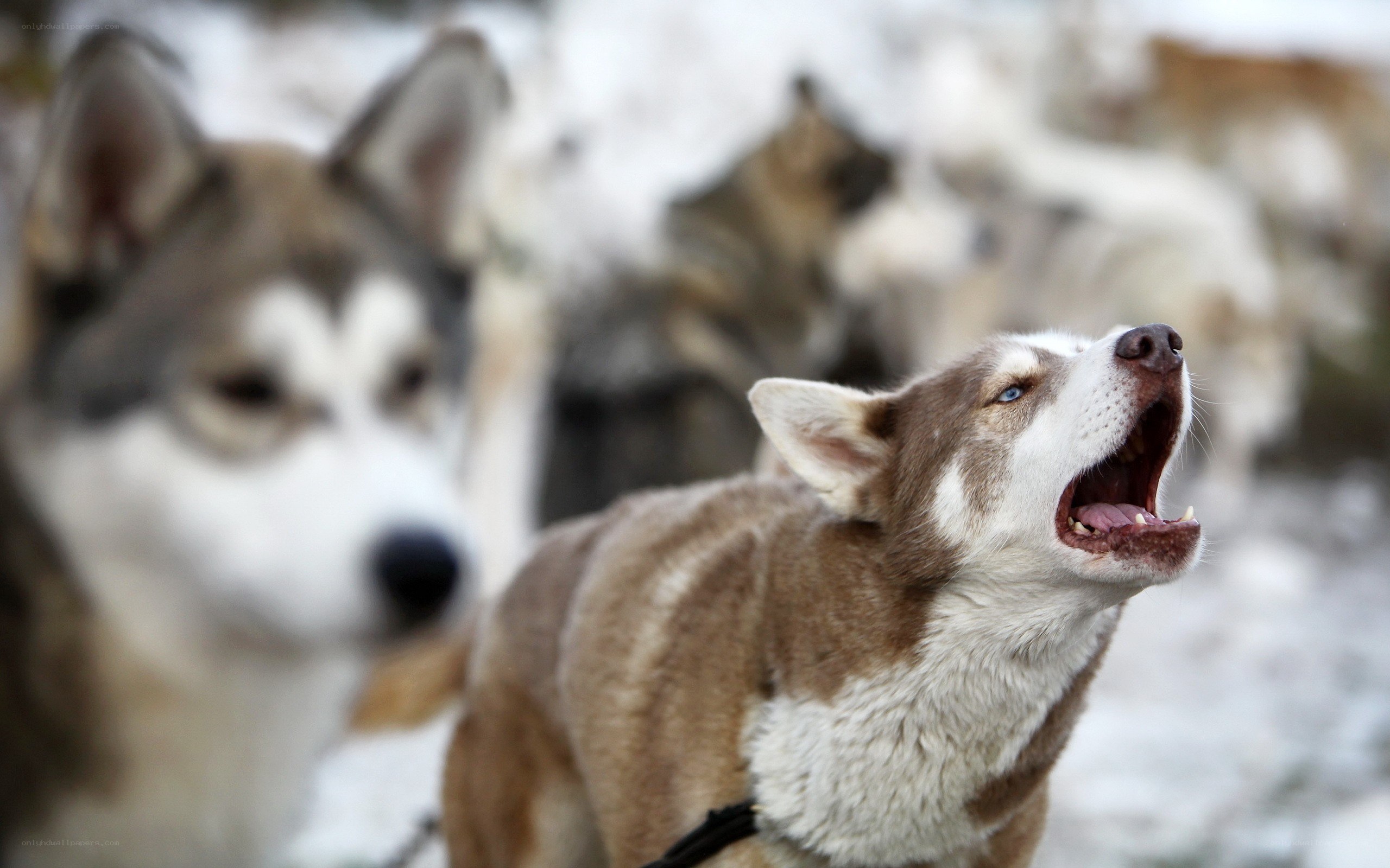 Siberian huskies in snow