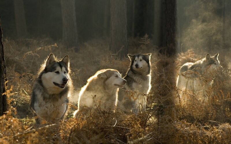 Siberian Huskies in the forest