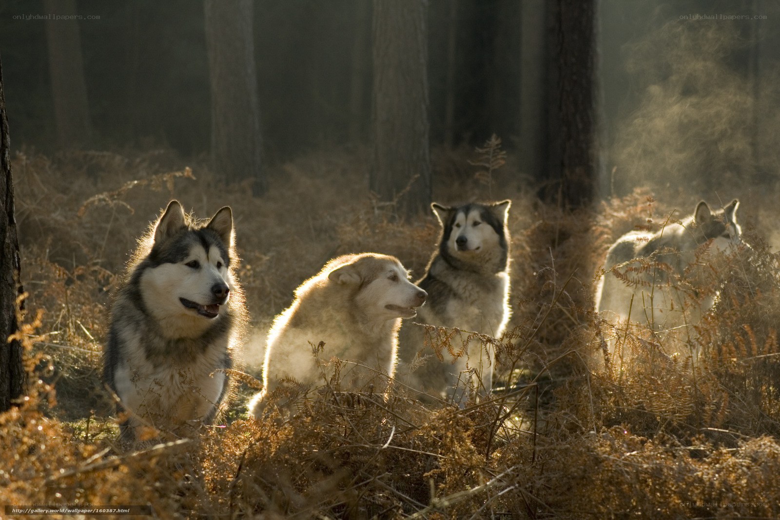 Siberian Huskies in the forest