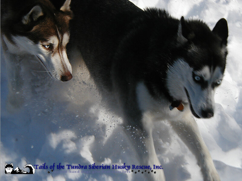Siberian Huskies in the snow