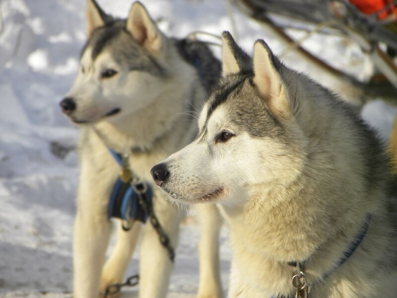 Siberian Huskies in the snow