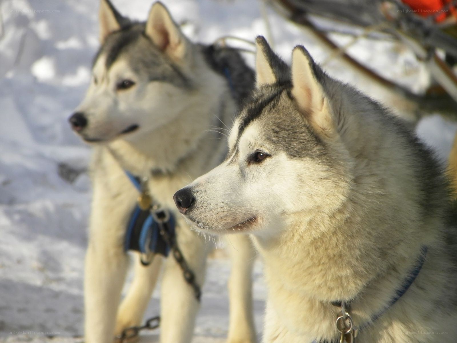 Siberian Huskies in the snow