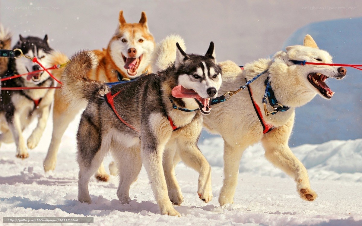 Siberian huskies pulling sled