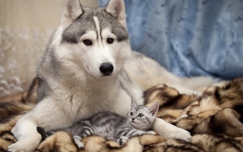 Siberian Husky and kitten resting together