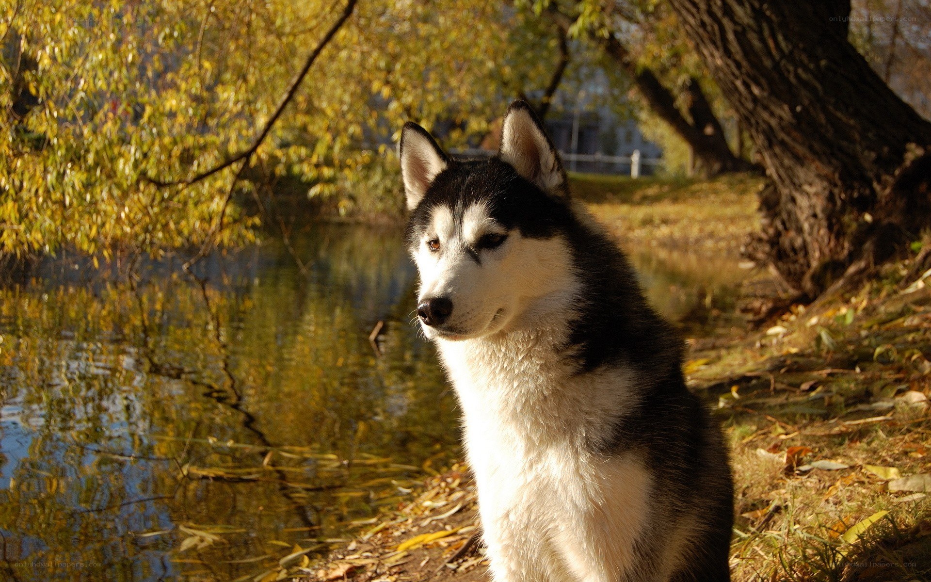 Siberian Husky by a pond