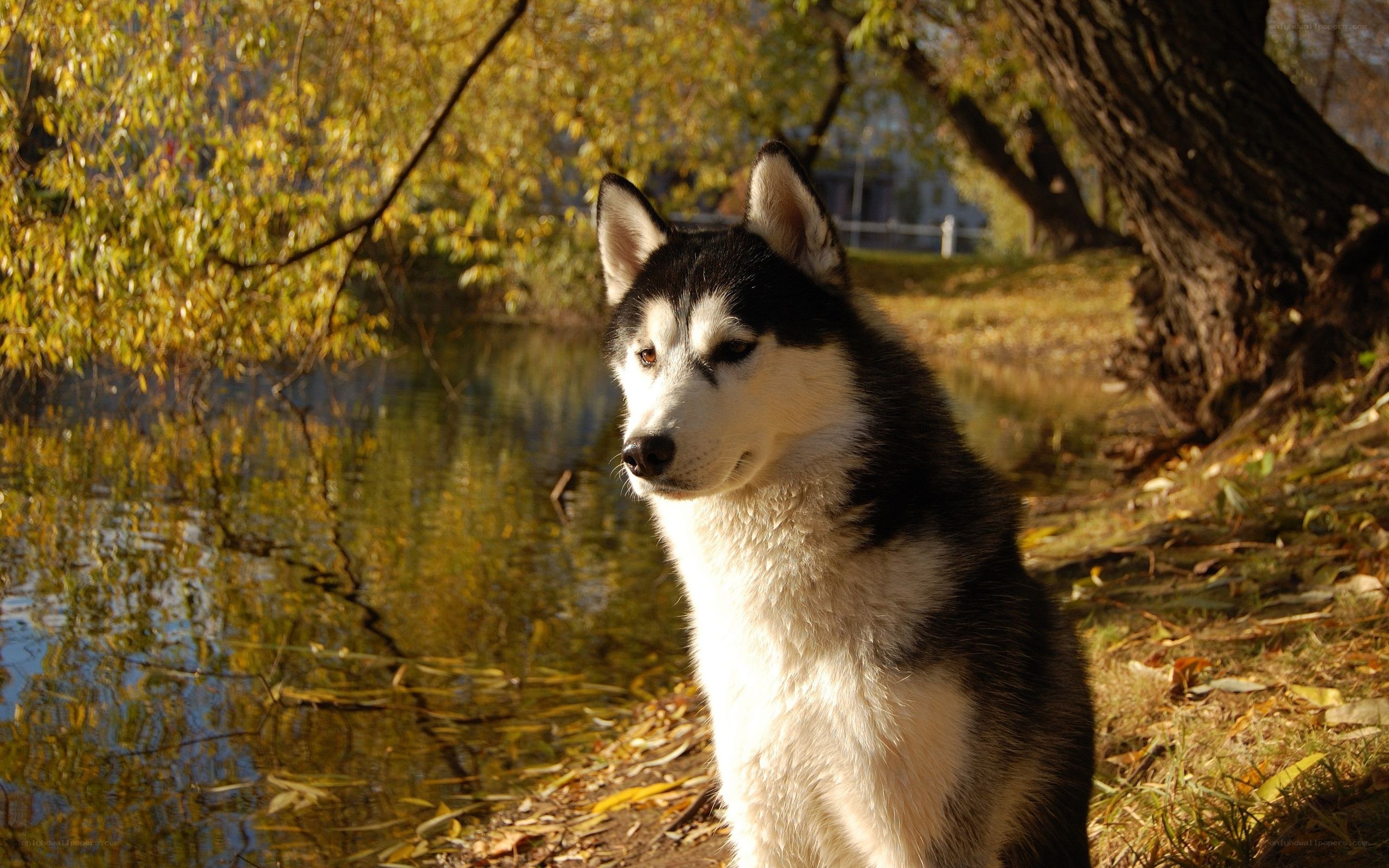Siberian Husky by a pond