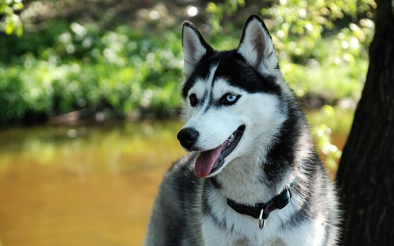 Siberian Husky by a pond