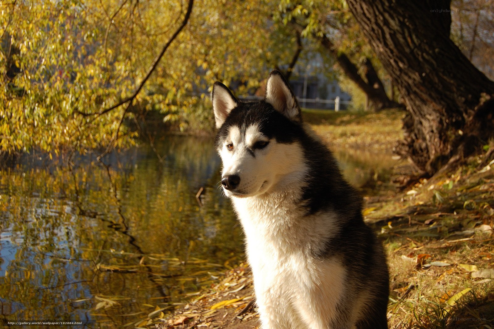 Siberian Husky by a pond