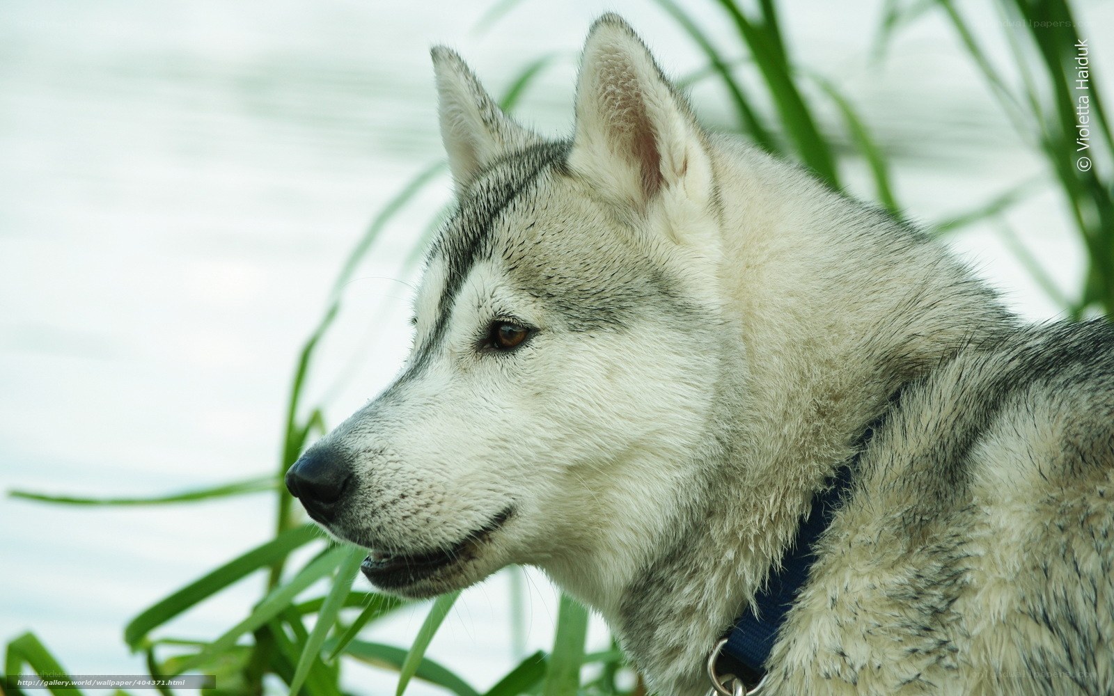 Siberian Husky by the water