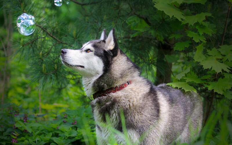 Siberian Husky chasing bubbles