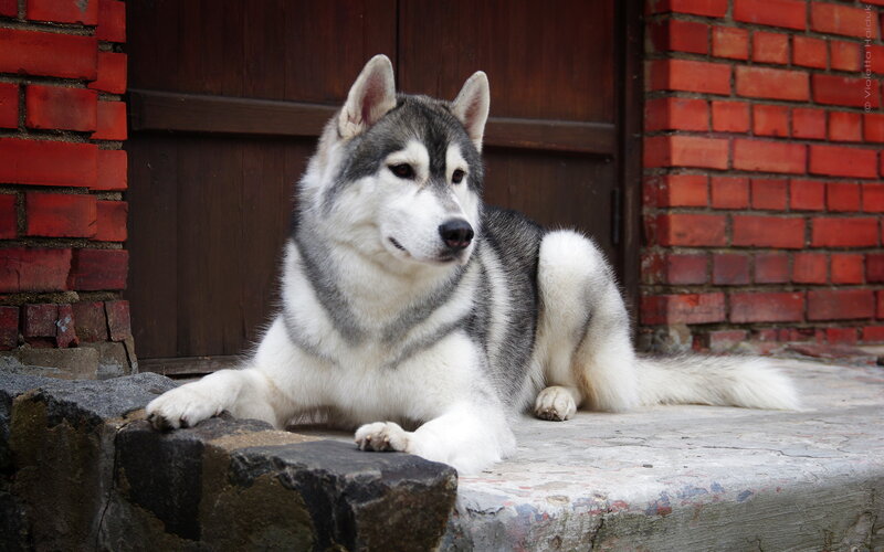 Siberian Husky Dog — Gray, Calm