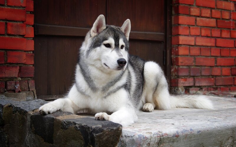 Siberian Husky Dog — Gray