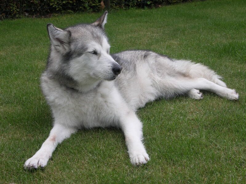 Siberian Husky Dog — Green