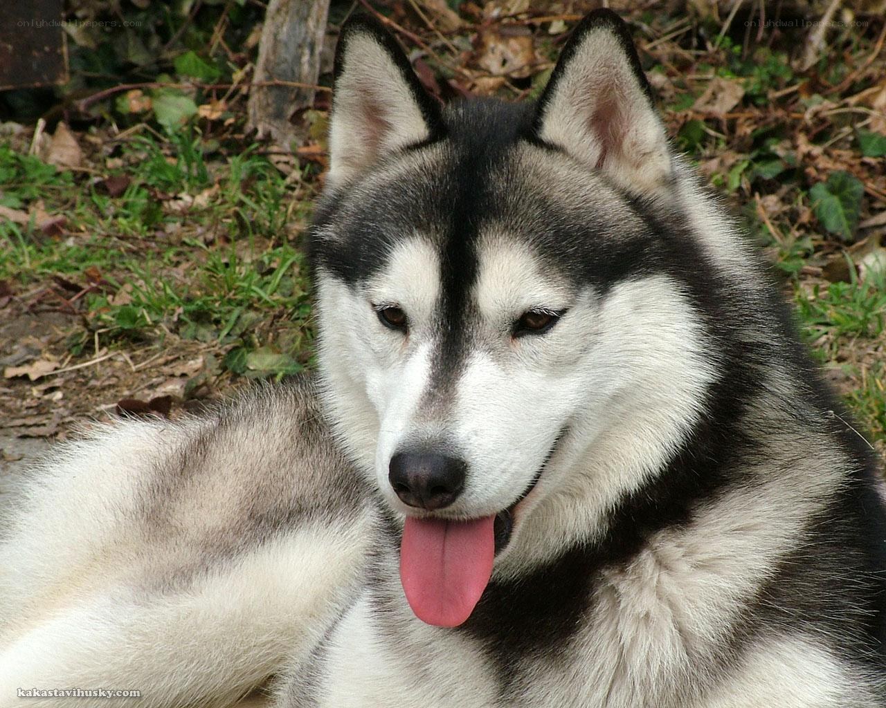 Siberian Husky dog portrait