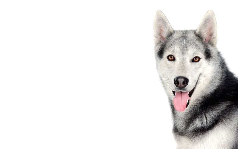 Siberian Husky dog portrait