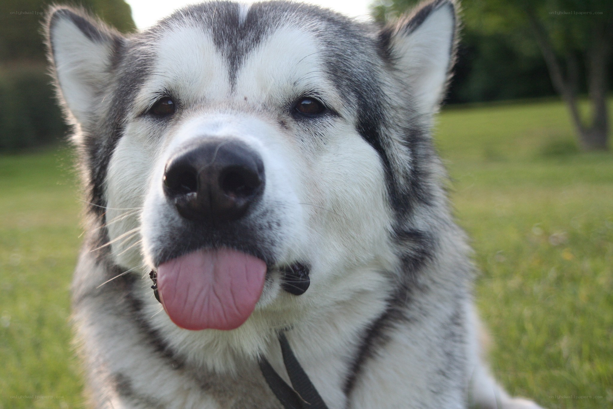 Siberian Husky dog portrait