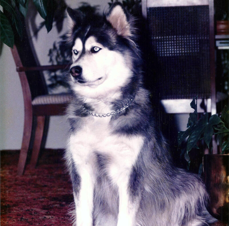 Siberian Husky Dog