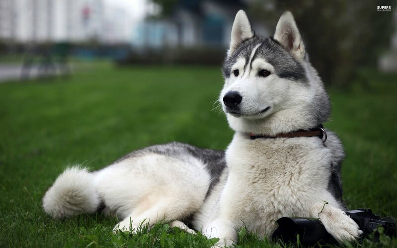 Siberian Husky Dog — White, Calm