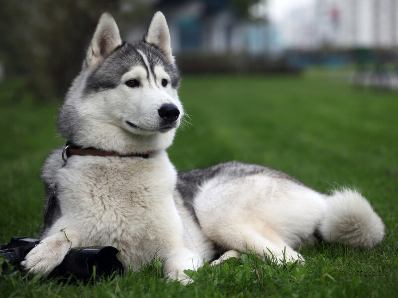 Siberian Husky Dog — White