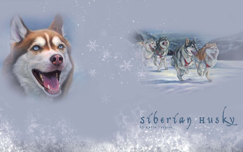 Siberian Husky Dogs