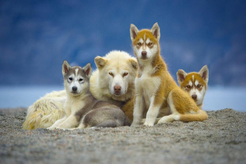 Siberian Husky family