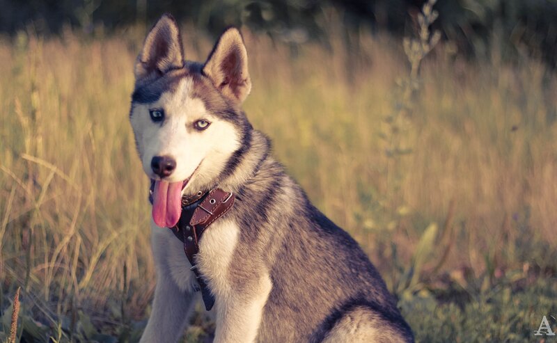 Siberian Husky in a field