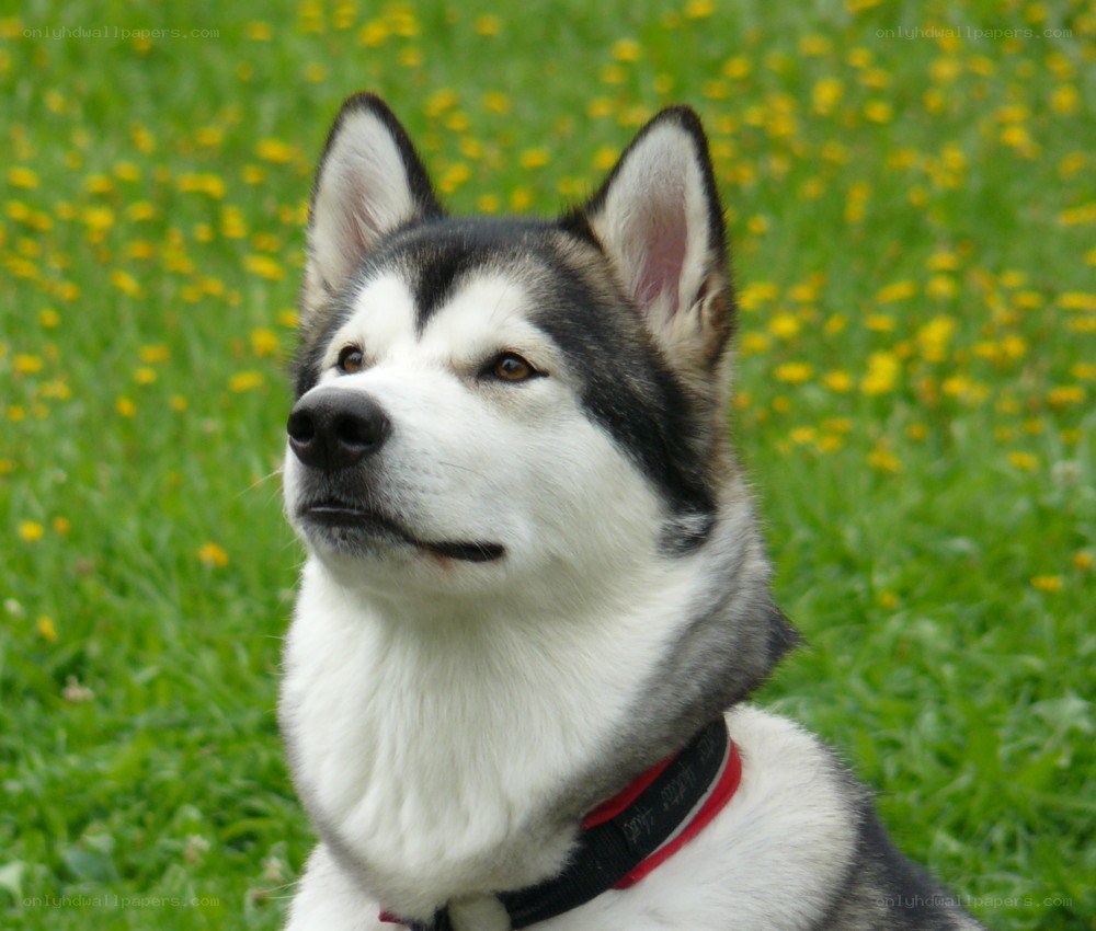 Siberian Husky in a field