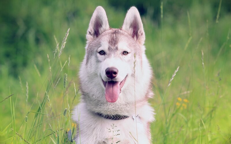Siberian Husky in a field