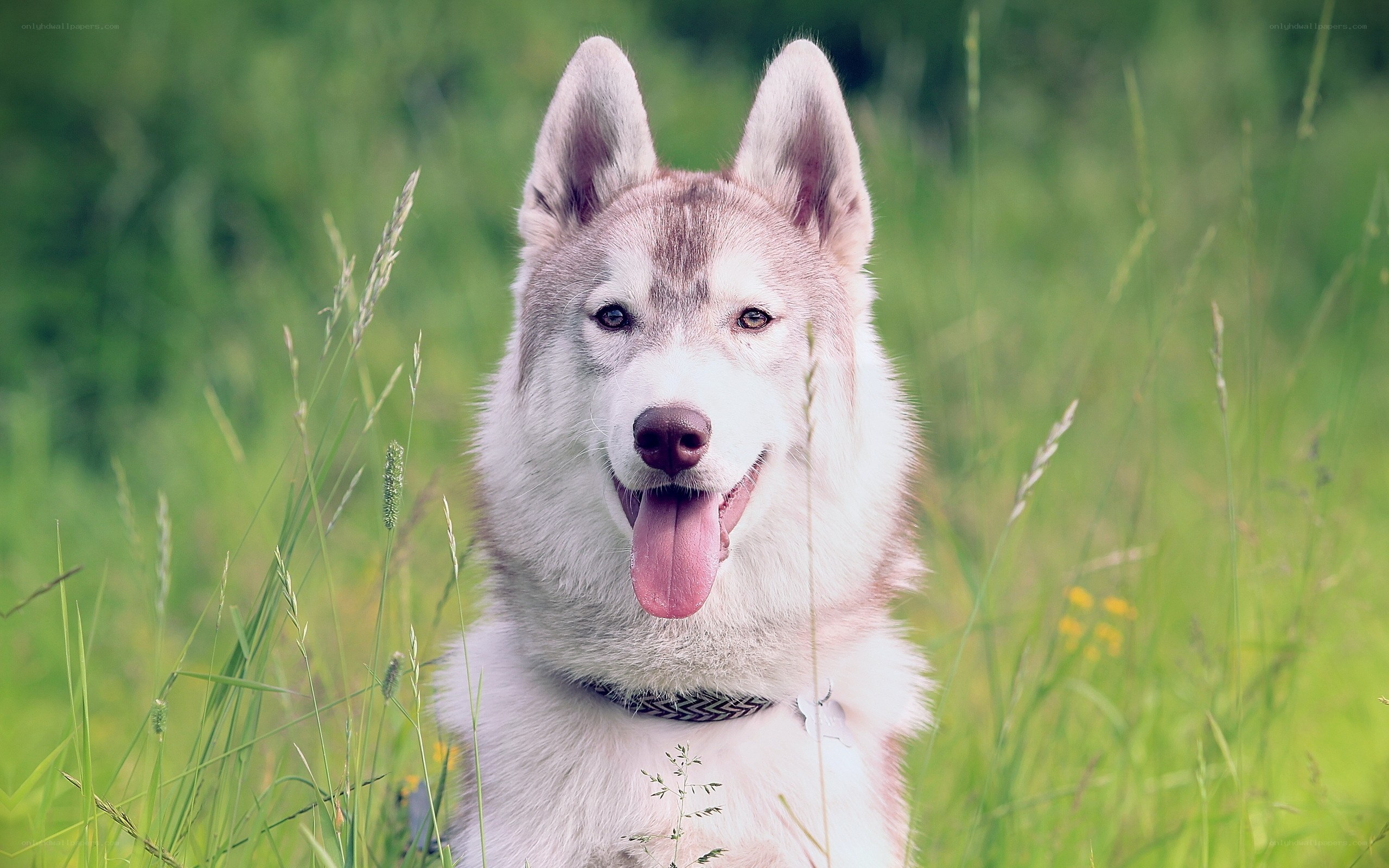 Siberian Husky in a field