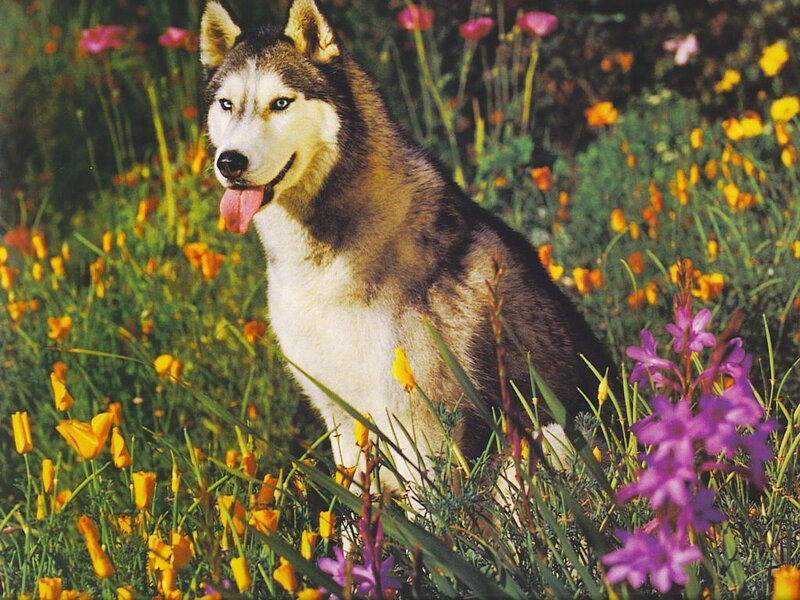 Siberian Husky in a flower field