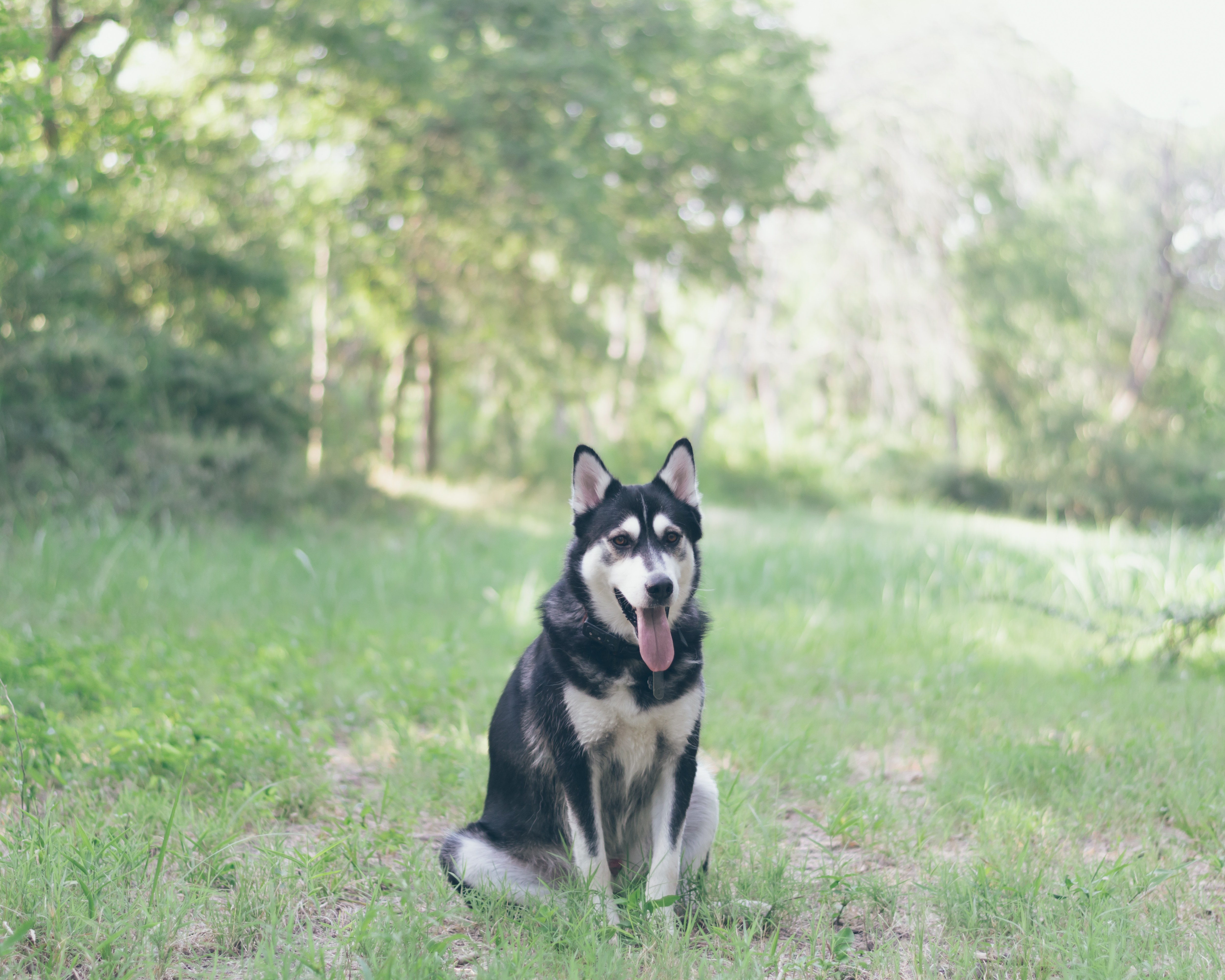 Siberian Husky in a park