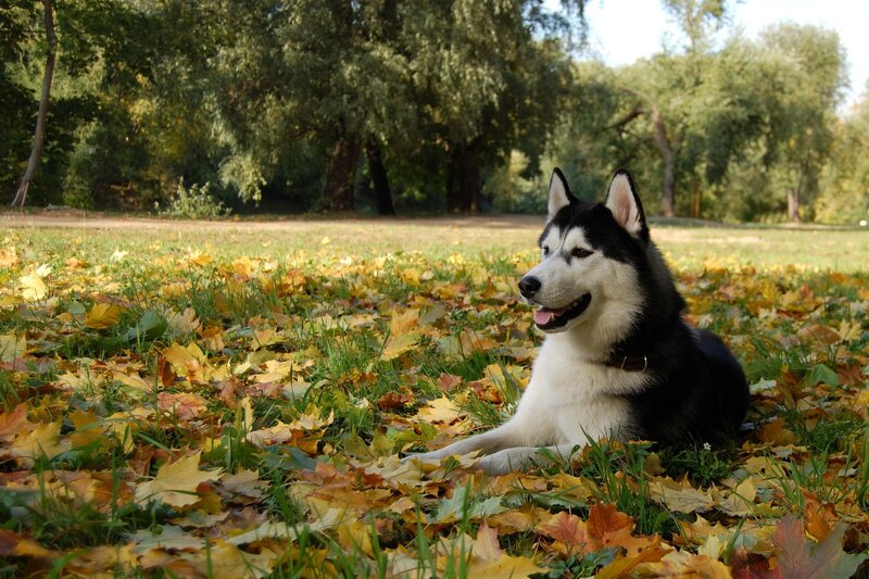 Siberian Husky in autumn leaves