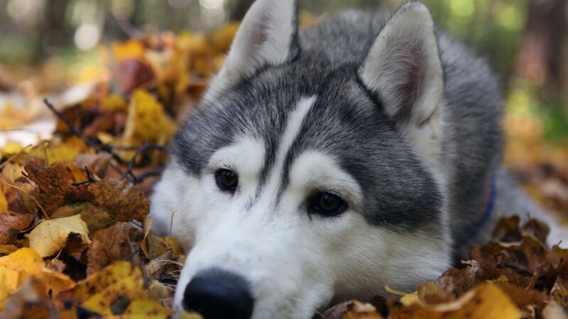 Siberian Husky in autumn leaves