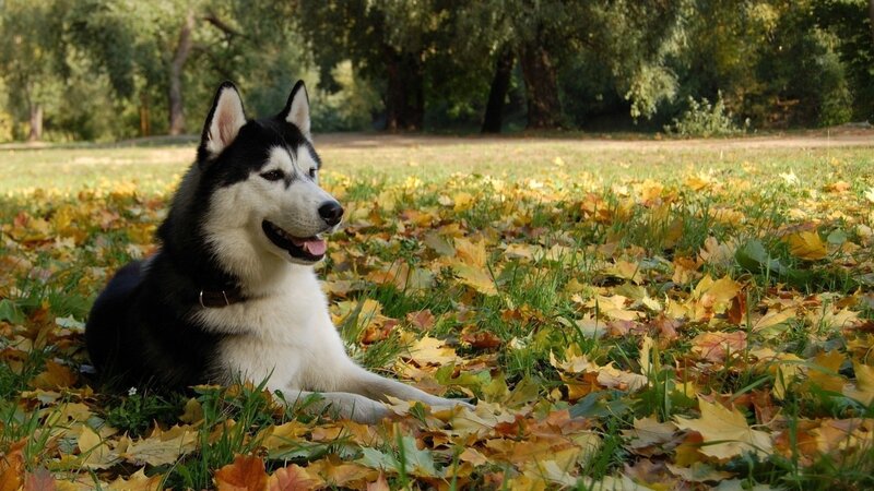 Siberian Husky in autumn leaves