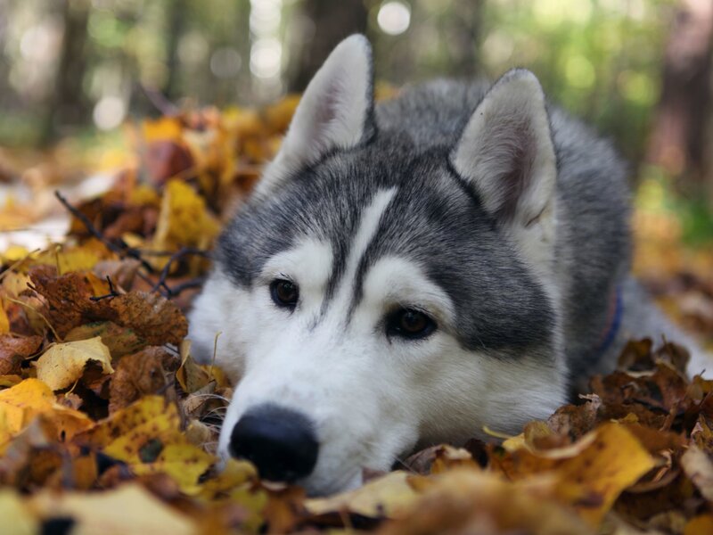 Siberian Husky in autumn leaves