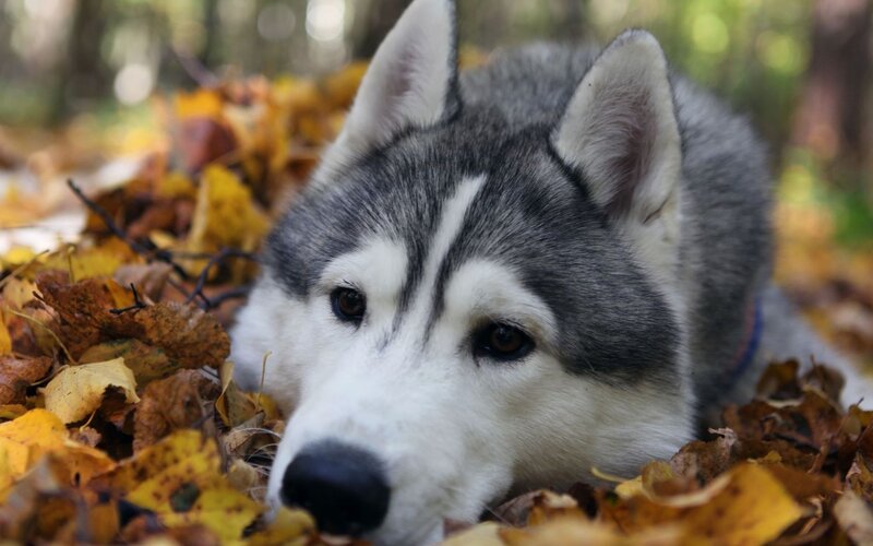Siberian Husky in autumn leaves