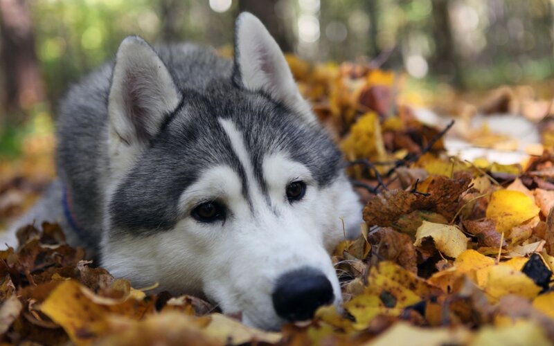 Siberian Husky in autumn leaves