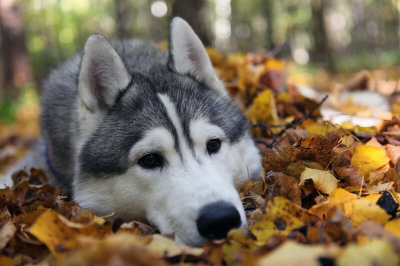 Siberian Husky in autumn leaves