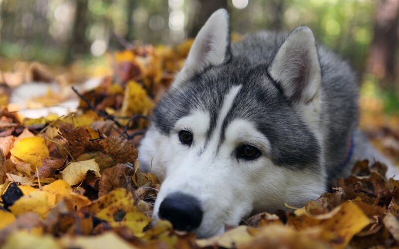 Siberian Husky in autumn leaves