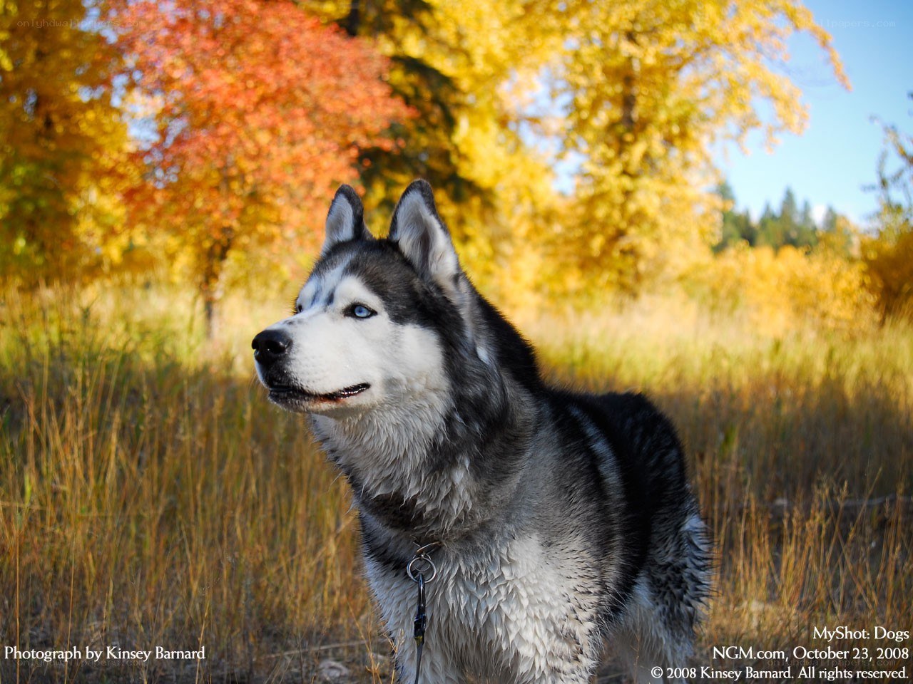 Siberian Husky in autumn