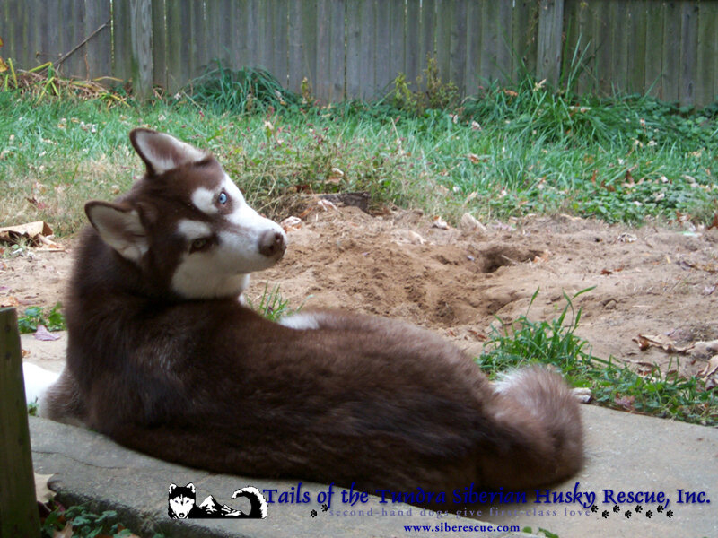 Siberian Husky in backyard