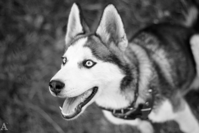 Siberian Husky in black and white