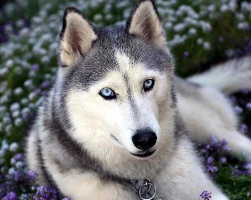Siberian Husky in flowers