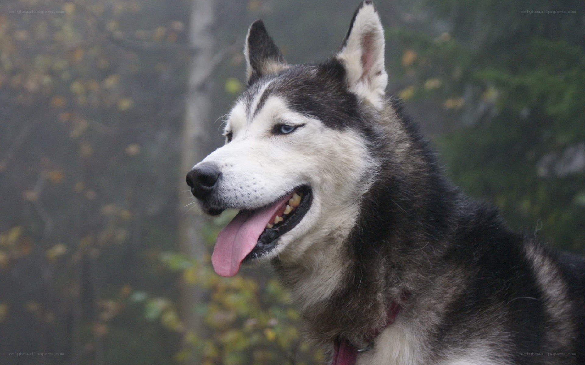 Siberian Husky in forest