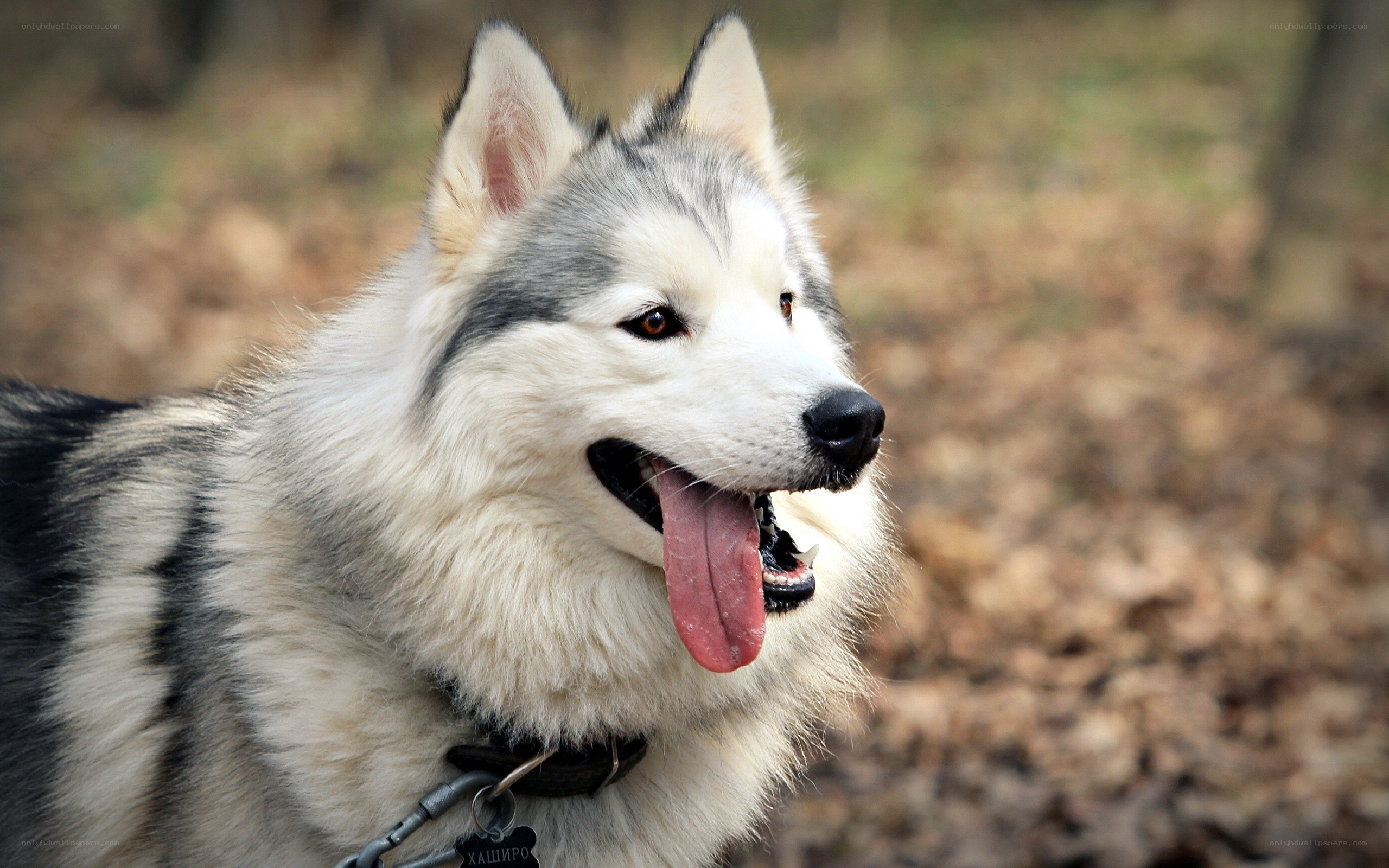 Siberian Husky in forest