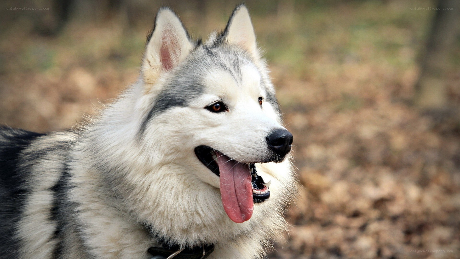 Siberian Husky in forest