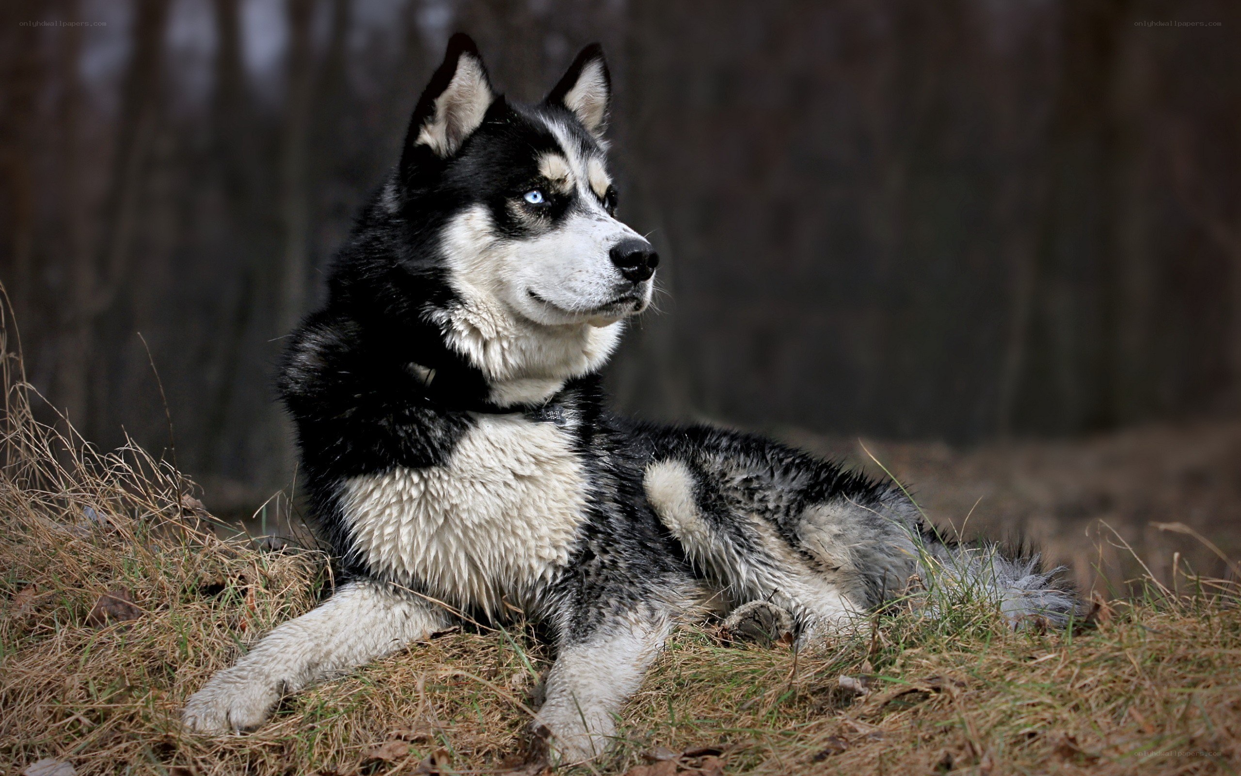 Siberian Husky in forest